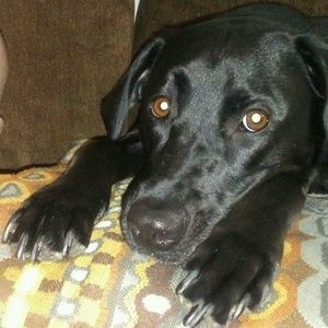 Meet your Posher, Camellia